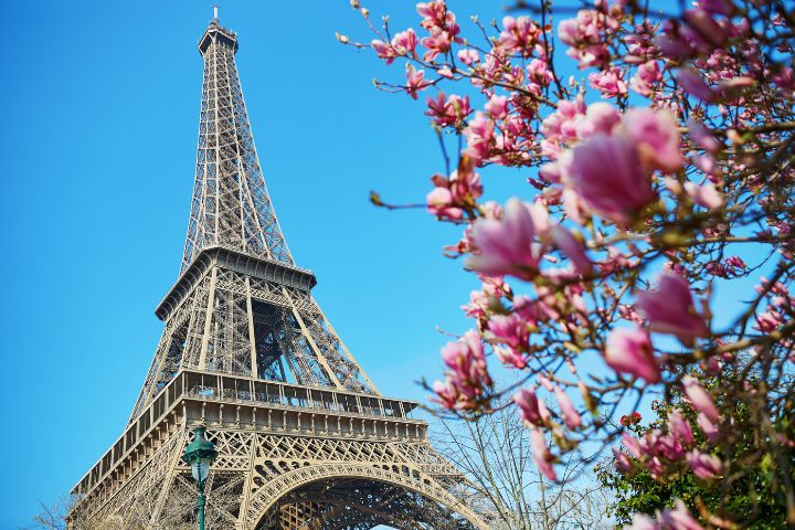 Torre Eiffel en París con un cielo despejado y un magnolio cerca de la cámara desenfocado