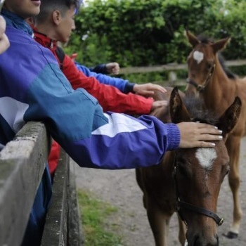 campamento de verano en dublin 2019